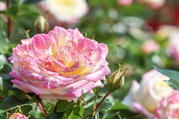 Rose hybrid tea yellow-raspberry 
