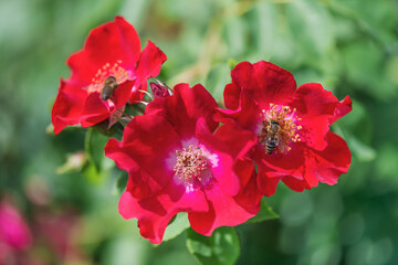 Ground cover rose "Rouge Meilandecor" - crimson flowers with a light center and yellow stamens, simple 5-7cm in diameter. Blooms all summer, forming a carpet.