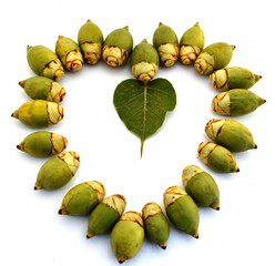 Artistic composition using green betel nut and leaf on a white background.