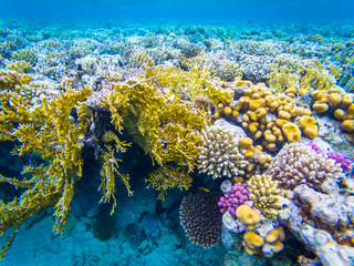 Underwater photography of tropical corals and fishes in Red Sea near Hurghada town in Egypt