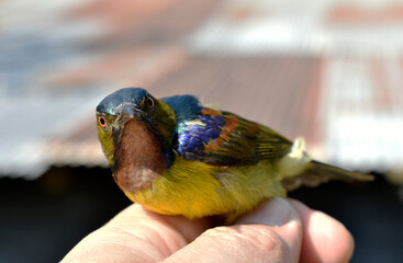 Cute little multicolored bird injured, in the hands of a veterinarian on blurred background.