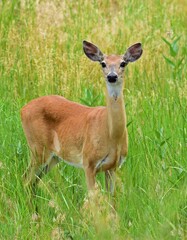 white tailed doe  standing in the grasses in winter along the wildlife drive in rocky mountain arsenal wildlife refuge in commerce city, near denver, colorado