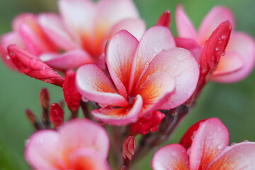 Fototapeta premium close up nature view of flower beautiful,photo blurred, Frangipani.