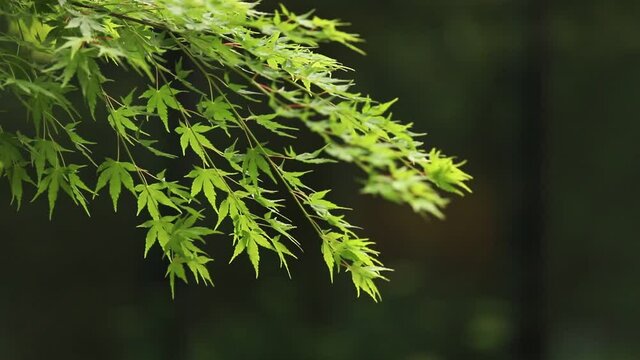 かえで