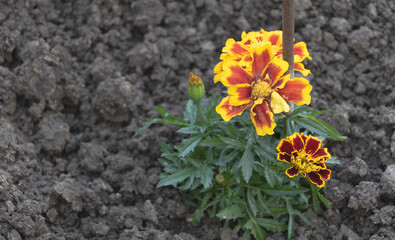Closeup shot of orange yellow marigold flowers in a garden