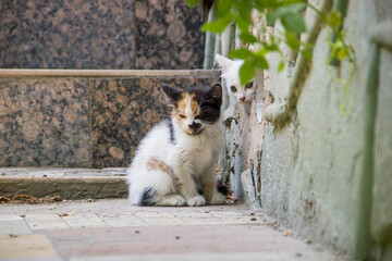 Two cute little kittens outside the house near basement