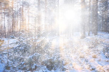 rays of the sun landscape winter forest, glow landscape in a beautiful snowy forest seasonal panorama of winter