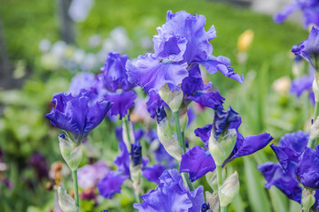 Germanica iris close-up in the garden. Atmospheric spring floral background. Solar banner with copy...