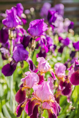 Germanica iris close-up in the garden. Atmospheric spring floral background. Solar banner with copy space. Delicate delicate irises flower beds and parks.