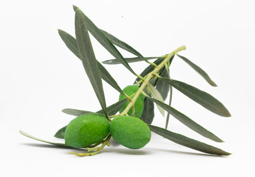 Closeup photo of olives attached to an olive tree arm with leaves in an isolated white background