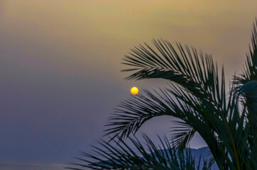 Fototapeta na wymiar Yellow Sun. Copy Space. Round yellow sun behind palm leaves. Focus in the background. Stock Image.