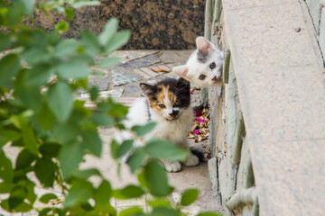 Two cute little kittens outside the house near basement