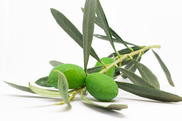 Closeup photo of olives attached to an olive tree arm with leaves in an isolated white background