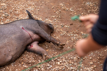 The poor big fat boar was shot and bled. Wild animals caught by hunters Ideas to End Wild Hunting...