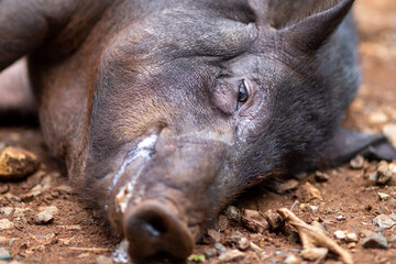 headshot poor boar, a big fat, wild animal caught by a hunter. Ideas to End Wild Hunting and Conservation of Wildlife in Thailand