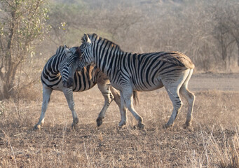 Fototapeta na wymiar Zebra stallions fighting during golden hour in southern Africa