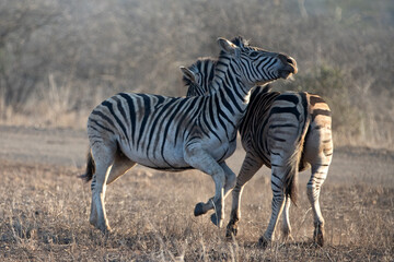 Zebra stallions sparring during golden hour in southern Africa