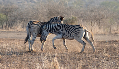 Zebra stallions fighting during golden hour in sub-saharan southern Africa