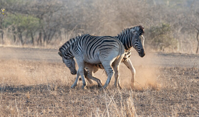 Fototapeta na wymiar Zebra stallions sparring and fighting during golden hour in southern Africa