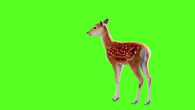 A lovely sika deer stands on the green screen, looking around.