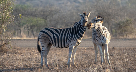 Fototapeta na wymiar Zebra stallions grooming each other during golden hour in southern Africa