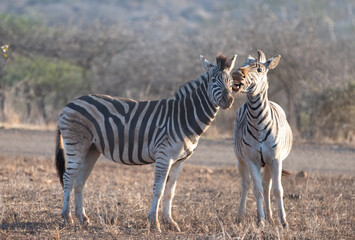 Zebra stallions fighting during golden hour in southern Africa