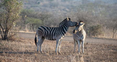 Fototapeta na wymiar Zebra stallions fighting during golden hour in southern Africa