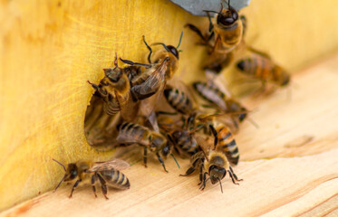 Bees near the hive