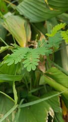 Fototapeta na wymiar green caterpillar on a leaf