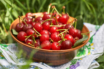A bowl full of sweet ripe red cherries standing on the green grass.