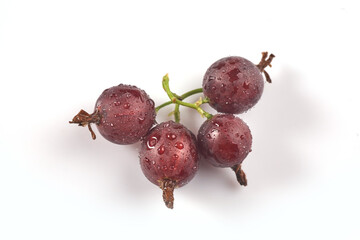 Black currant and water drops on the white background. Macro.