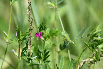 Common vetch in bloom closeup with selective focus in background