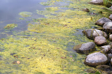 Seaweed, alga and rocks on top of water surface of a lake. Closeup color image. Photographed in Kuopio, Finland during a cloudy late summer evening. 