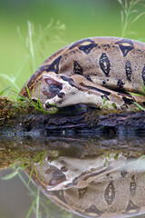 The boa constrictor (Boa constrictor), also called the red-tailed or the common boa, with prey caught on an old branch. Big boa with a caught rat by the water.The big snake swallows its prey.