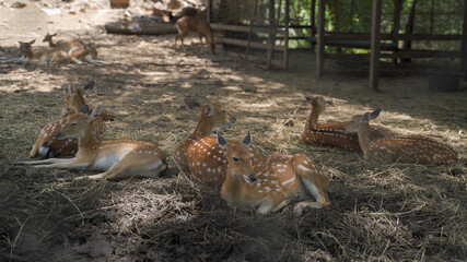herd of exotic deer laying down on muddy straw resting in sunny day in zoo. group of deer relaxing. wildlife animal living for learning education.