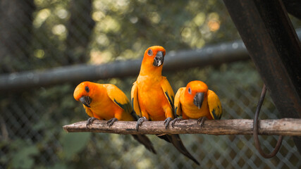 flock of parrot birds eating seed from tourist in zoo. parrot feeding cereal from hand. parrot peeling seed by bill skill. happy clever animal living.