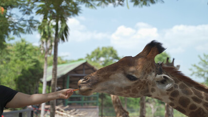 close up portrait giraffe in tropical zoo eating food from visitor tourism. feeding animal food. giraffe head shot, chewing food on sunny day.
