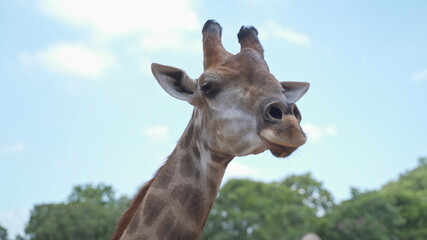 close up portrait giraffe in tropical zoo eating food from visitor tourism. feeding animal food. giraffe head shot, chewing food on sunny day.