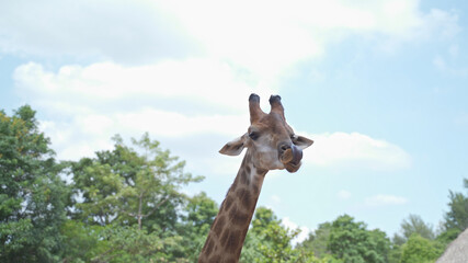 close up portrait giraffe in tropical zoo eating food from visitor tourism. feeding animal food. giraffe head shot, chewing food on sunny day.