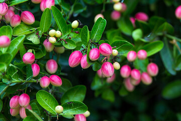Fresh mango yawn lime booing or bengal currant, christs thorn or carunda or karonda sour fruit in thailand.