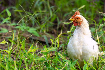 White chicken