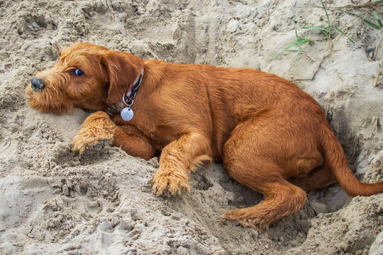 Dog digs in the sand