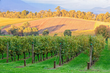 Obraz premium View from the Killara Estate vineyard in the Upper Yarra Valley - Seville, Victoria, Australia