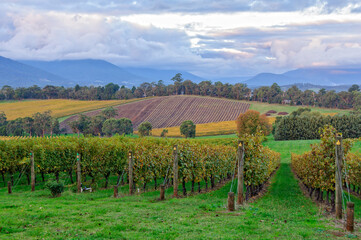 Fototapeta na wymiar View from the Killara Estate vineyard in the Upper Yarra Valley - Seville, Victoria, Australia