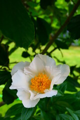 einfach wei&szlig; bl&uuml;hende Pfingstrosen