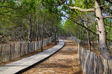 Wooden pathway access to beach sea in spring in Cap-Ferret coast Atlantic in france