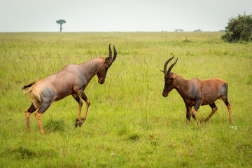 Two male topi fighting in long grass