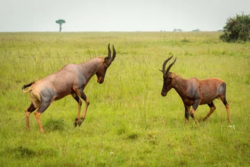 Photo sur Plexiglas Antilope Two male topi fighting in long grass