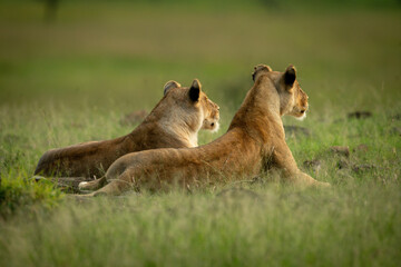 Two lionesses lie facing away from camera
