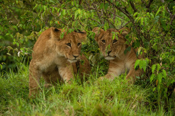 Two lion cubs sit together in bushes
